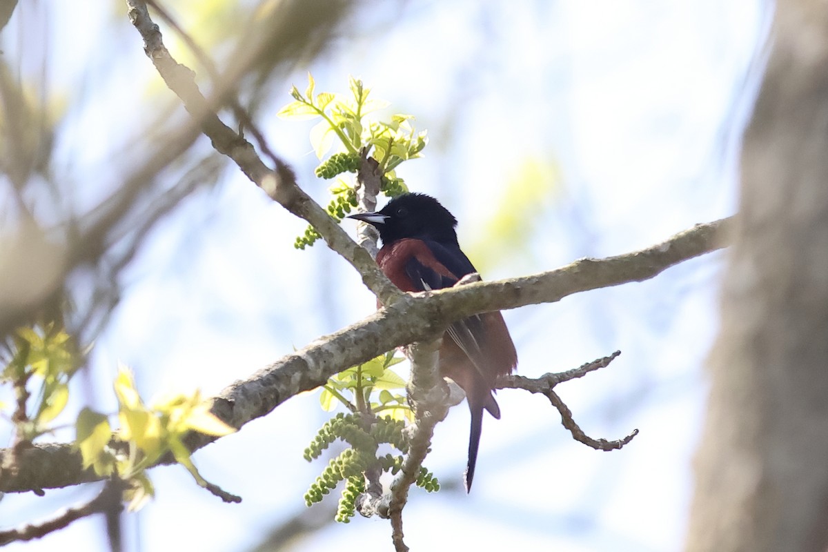 Orchard Oriole - ML618141773