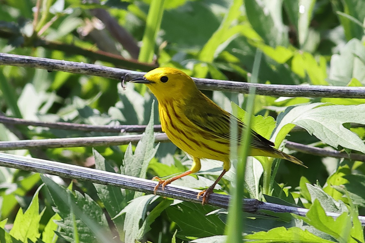 Yellow Warbler - John Mercer