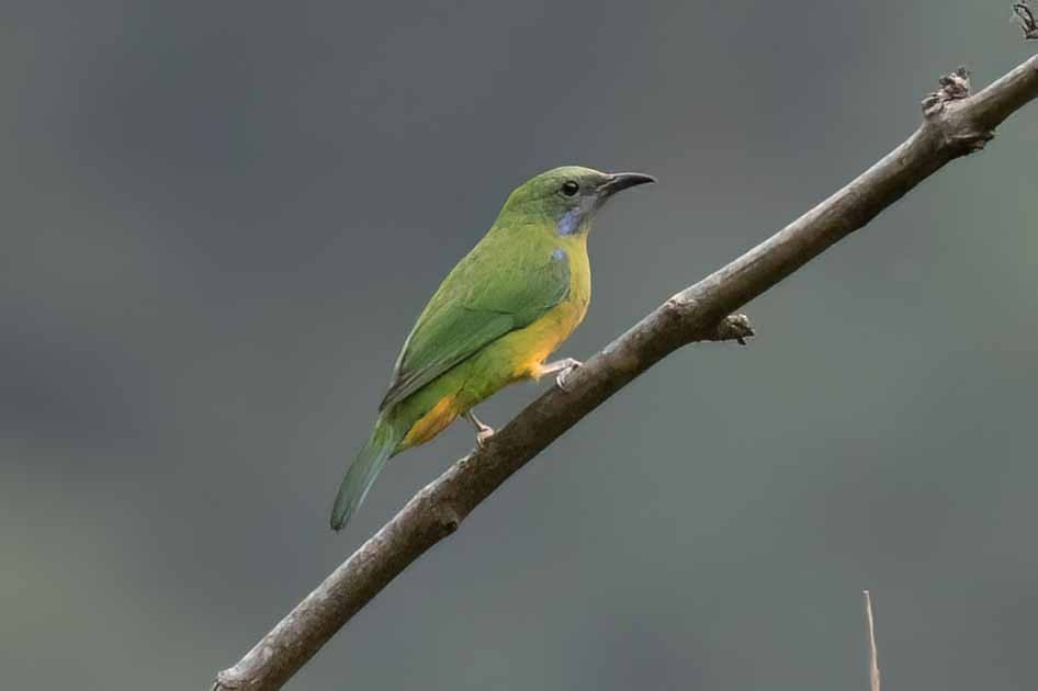 Orange-bellied Leafbird - Samanvitha Rao