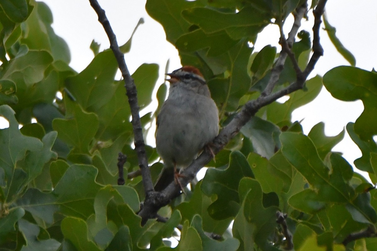 Chipping Sparrow - Carmen Ricer