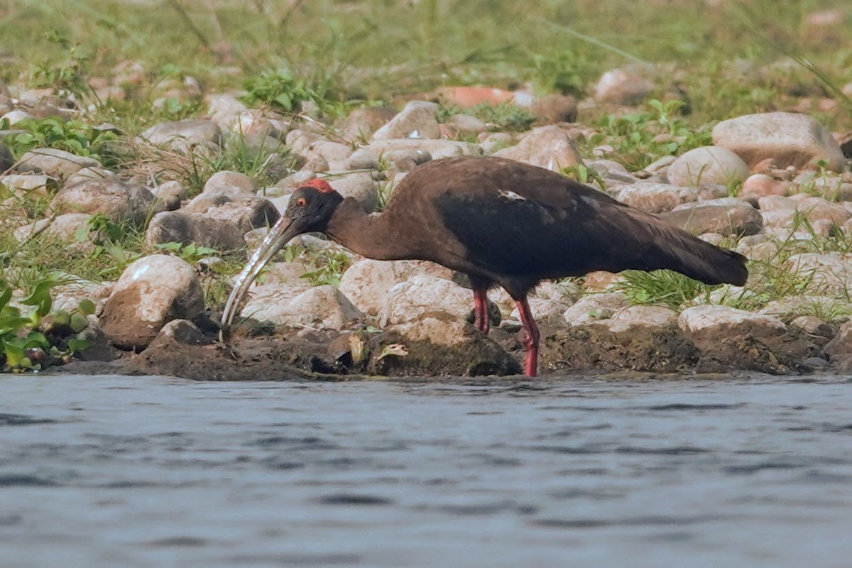 Red-naped Ibis - Brecht Caers