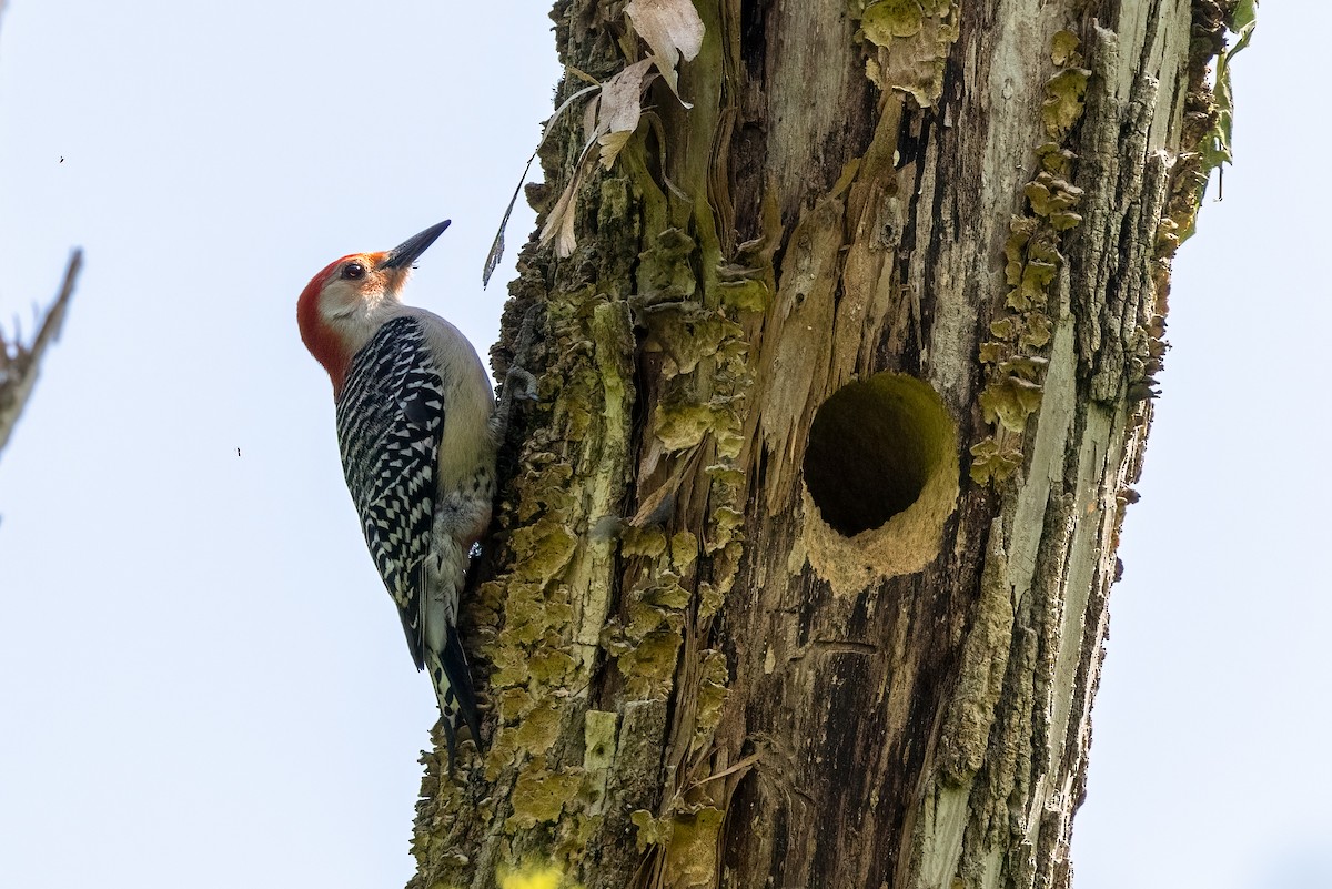 Red-bellied Woodpecker - ML618141862