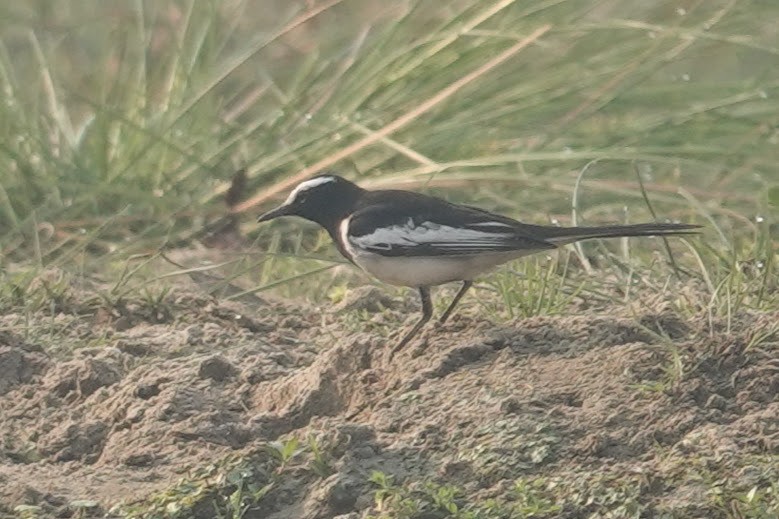 White-browed Wagtail - ML618141864