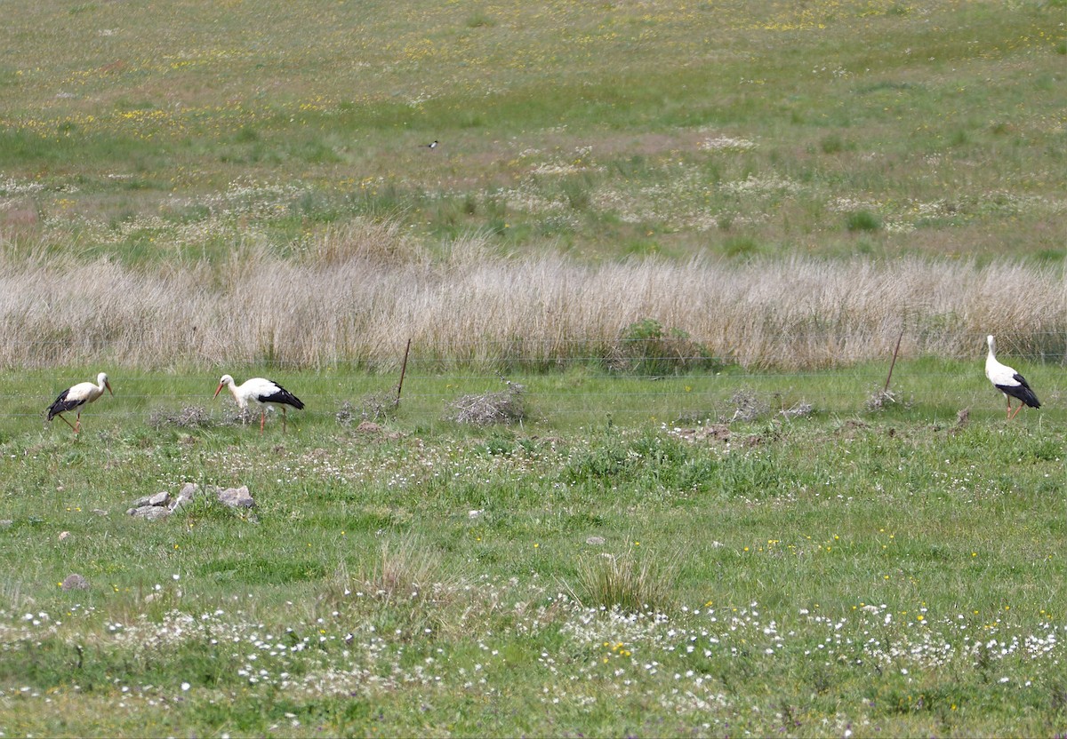 White Stork - ML618141869