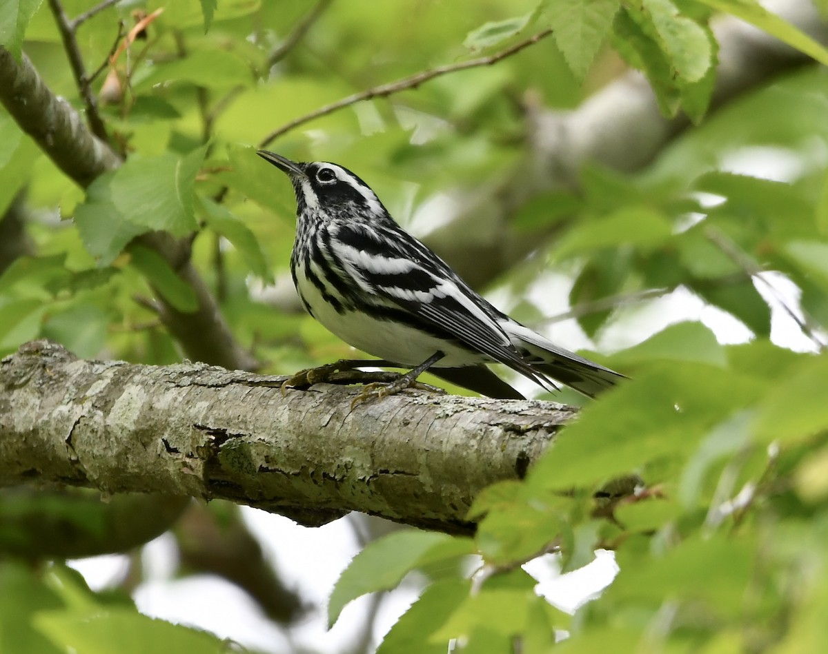 Black-and-white Warbler - Paul Nielson