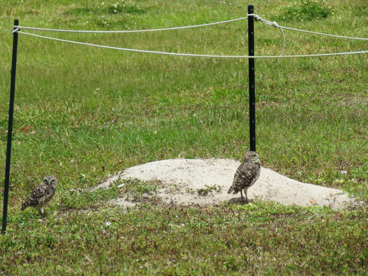 Burrowing Owl (Florida) - Val Landwehr