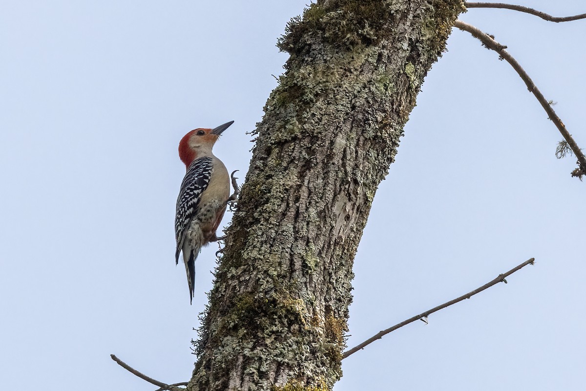Red-bellied Woodpecker - Christine Hayden