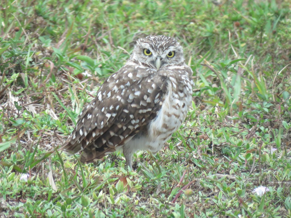 Burrowing Owl (Florida) - ML618141907