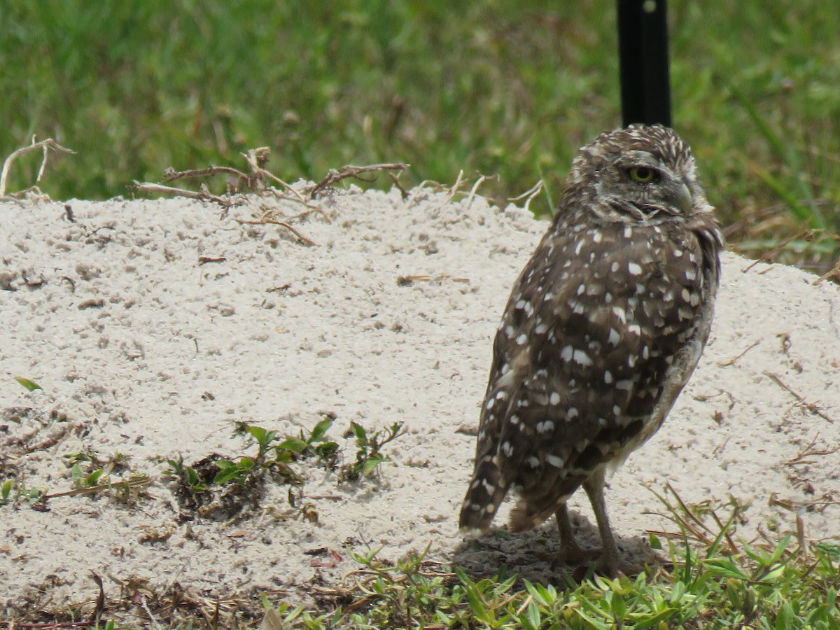 Burrowing Owl (Florida) - Val Landwehr