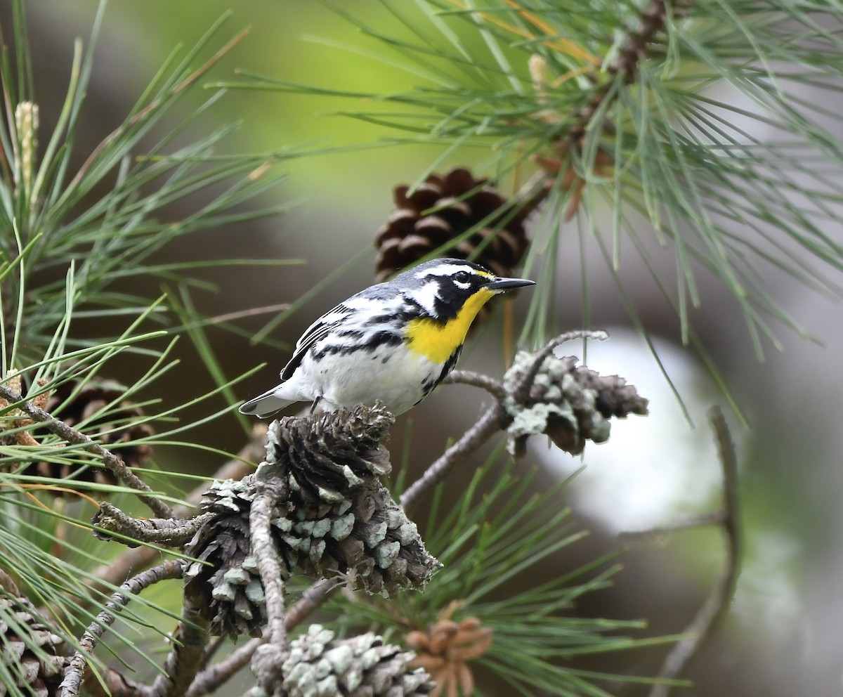 Yellow-throated Warbler - Paul Nielson