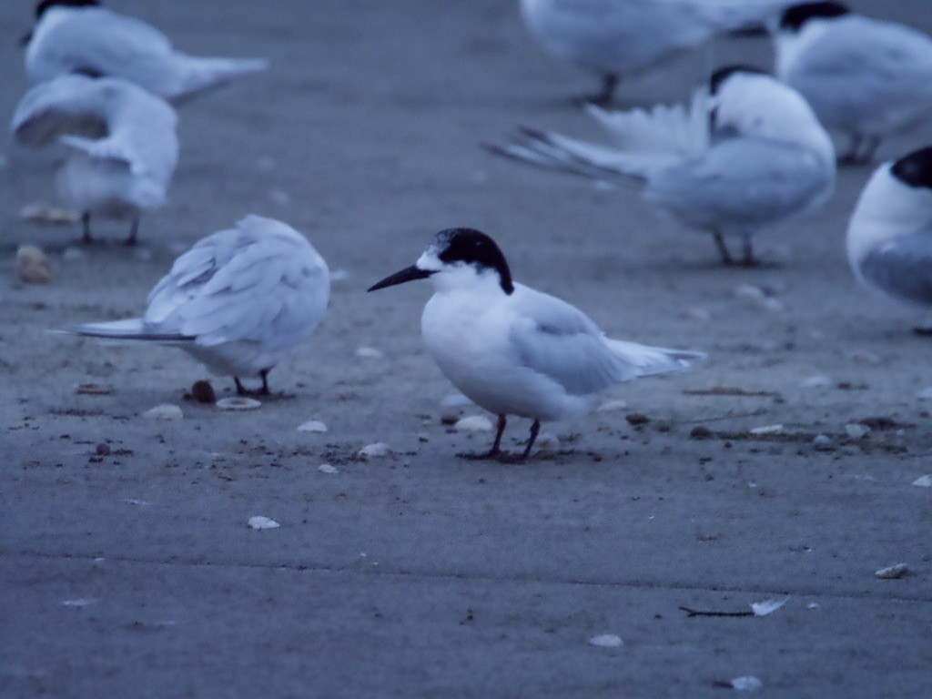 White-fronted Tern - ML618141953
