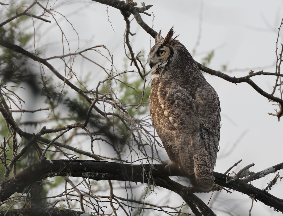 Great Horned Owl - ML618142010