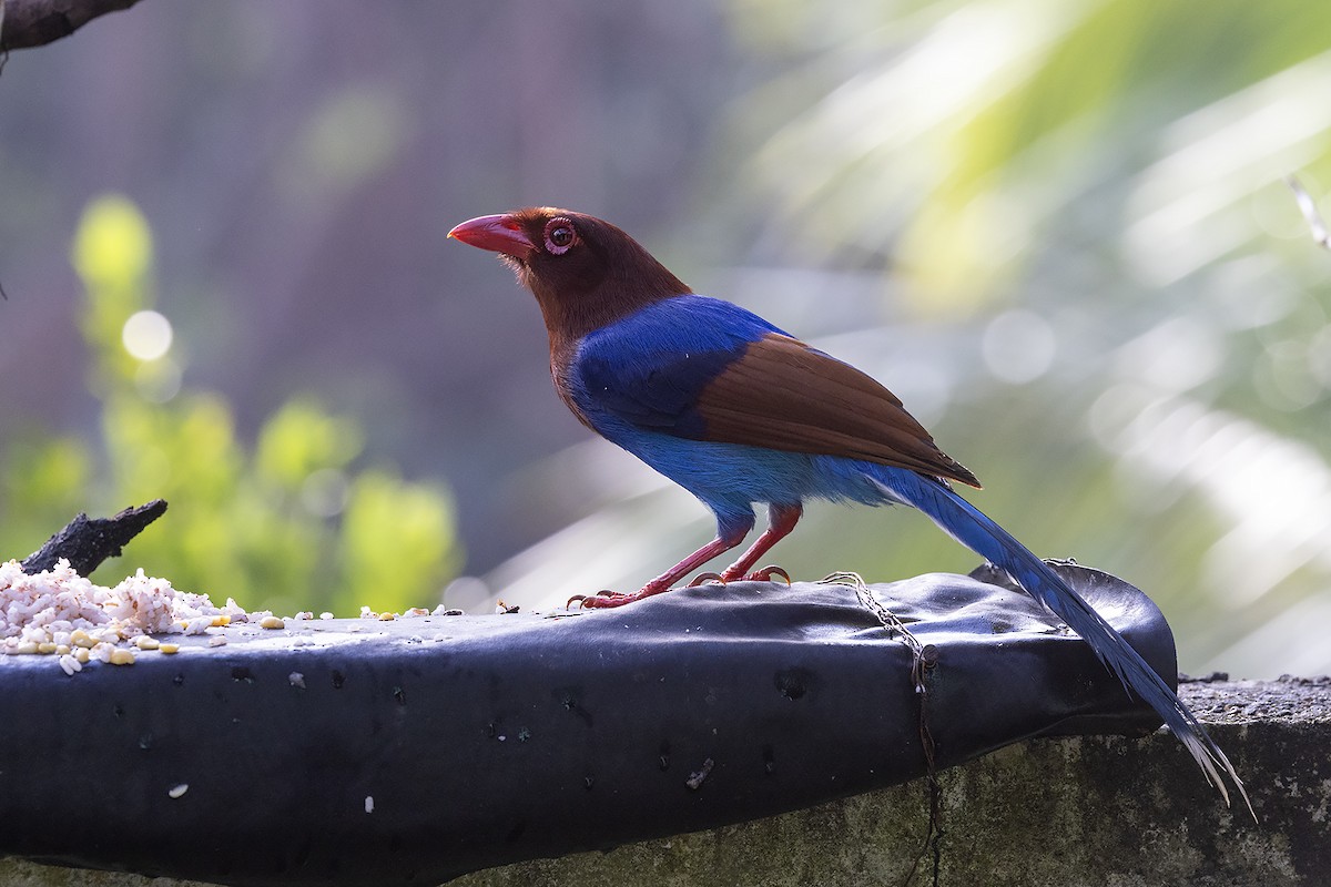 Sri Lanka Blue-Magpie - Niall D Perrins