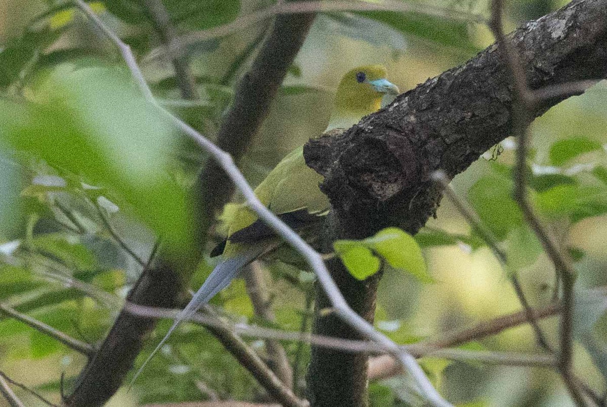 Pin-tailed Green-Pigeon - Samanvitha Rao