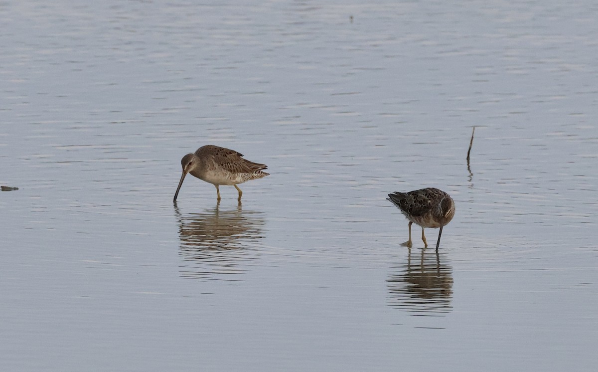 Long-billed Dowitcher - ML618142082