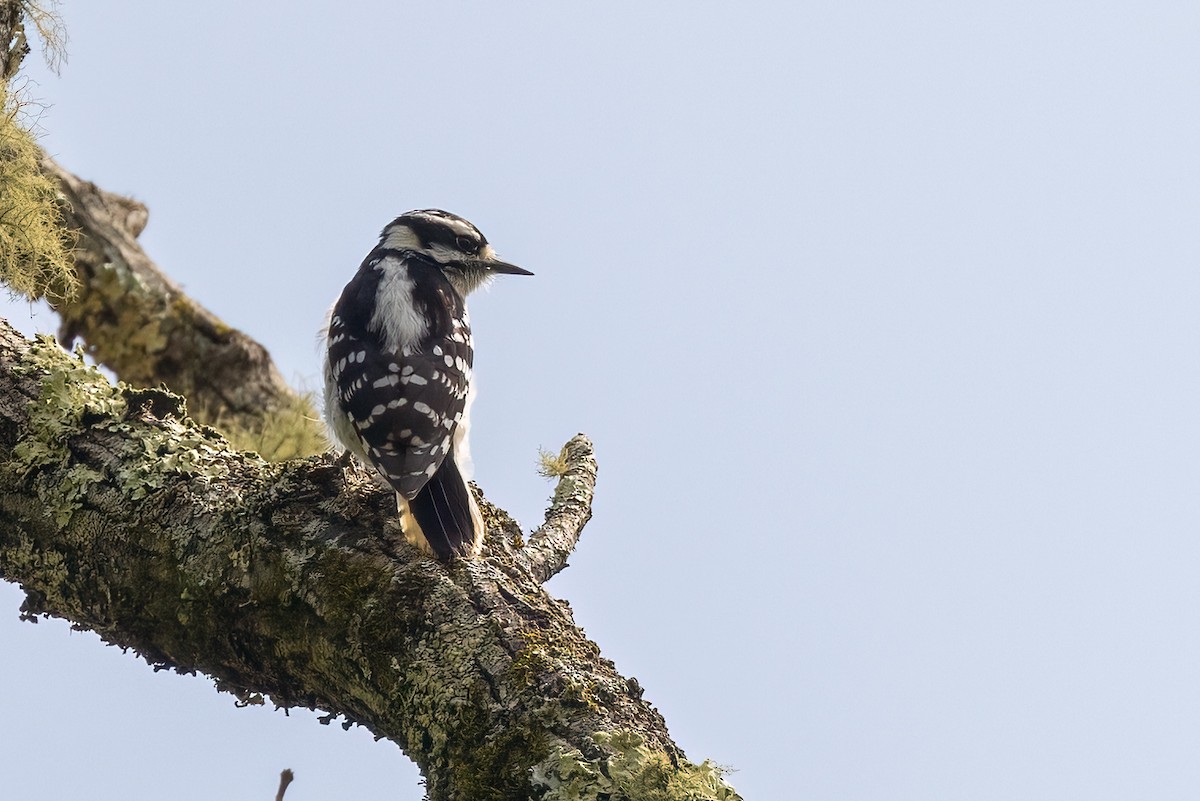 Downy Woodpecker - ML618142092