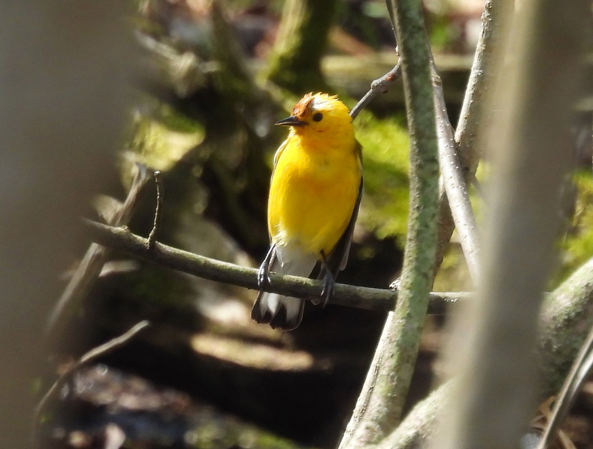 Prothonotary Warbler - ML618142117