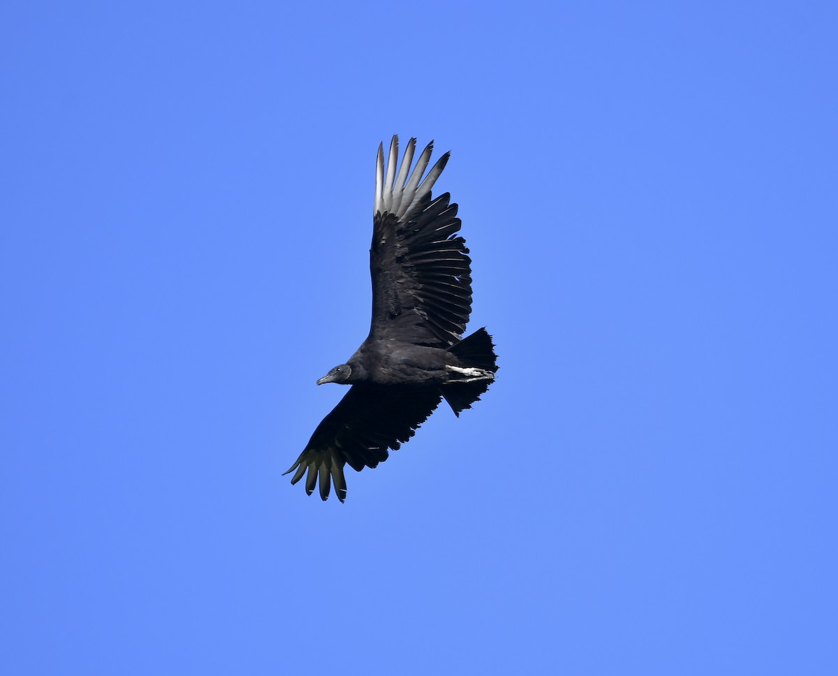 Black Vulture - ML618142131