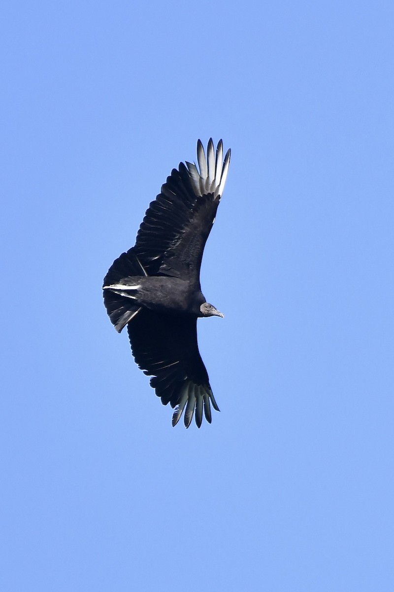 Black Vulture - ML618142141