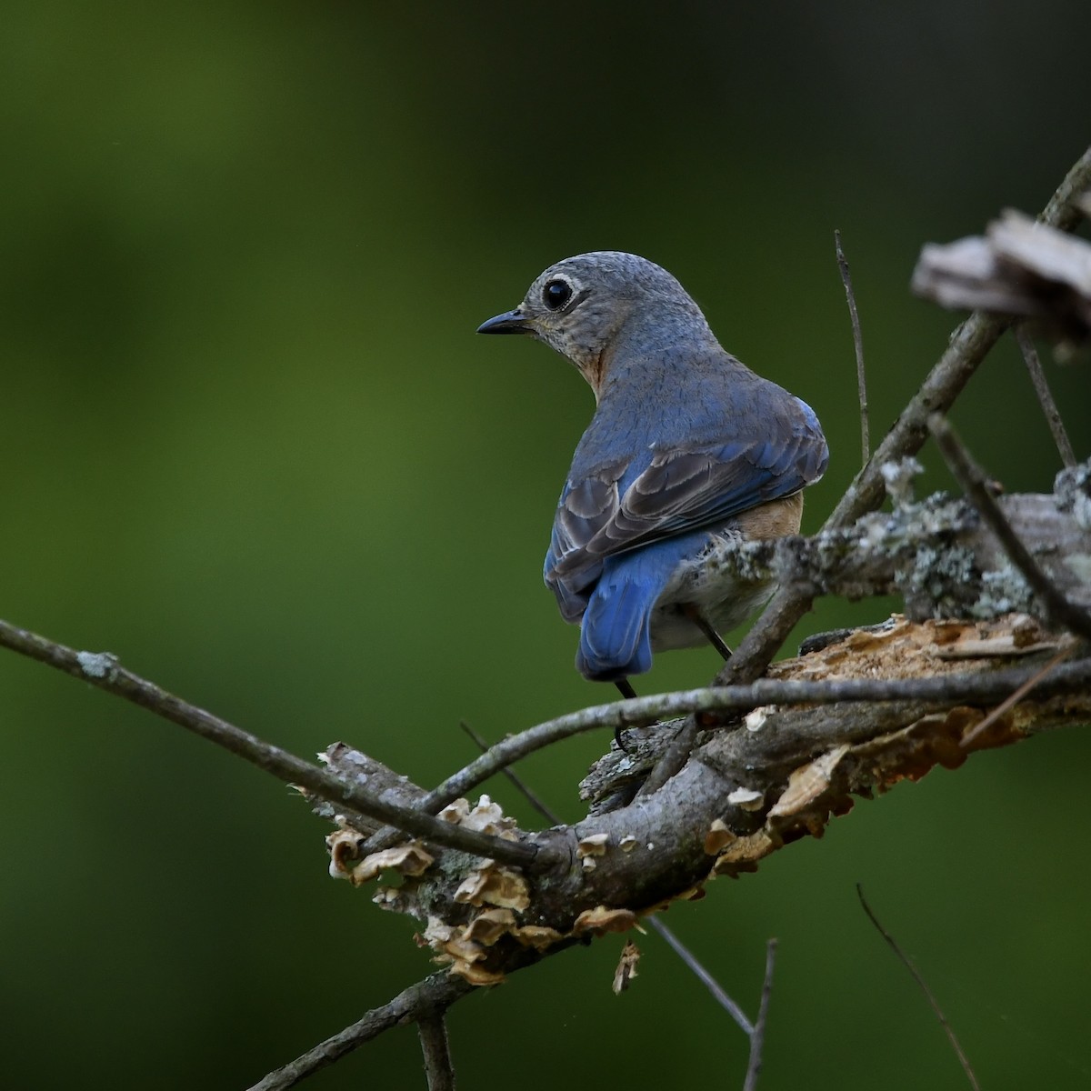 Eastern Bluebird - Paul Nielson