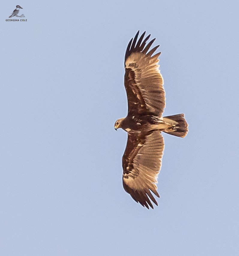 Greater Spotted Eagle - Georgina Cole