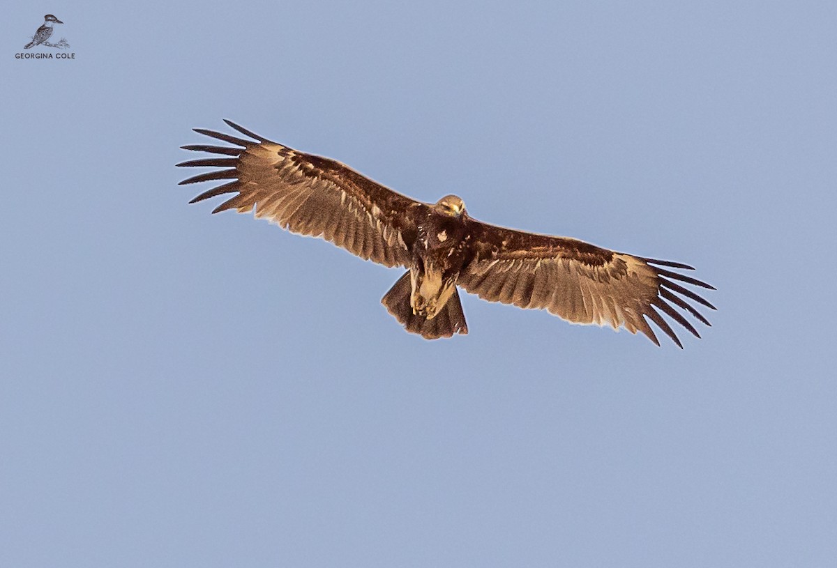 Greater Spotted Eagle - ML618142166