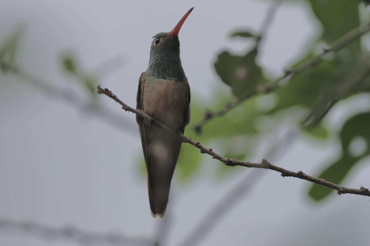Buff-bellied Hummingbird - ML618142181