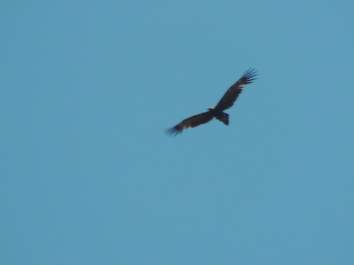 Wedge-tailed Eagle - ML618142212