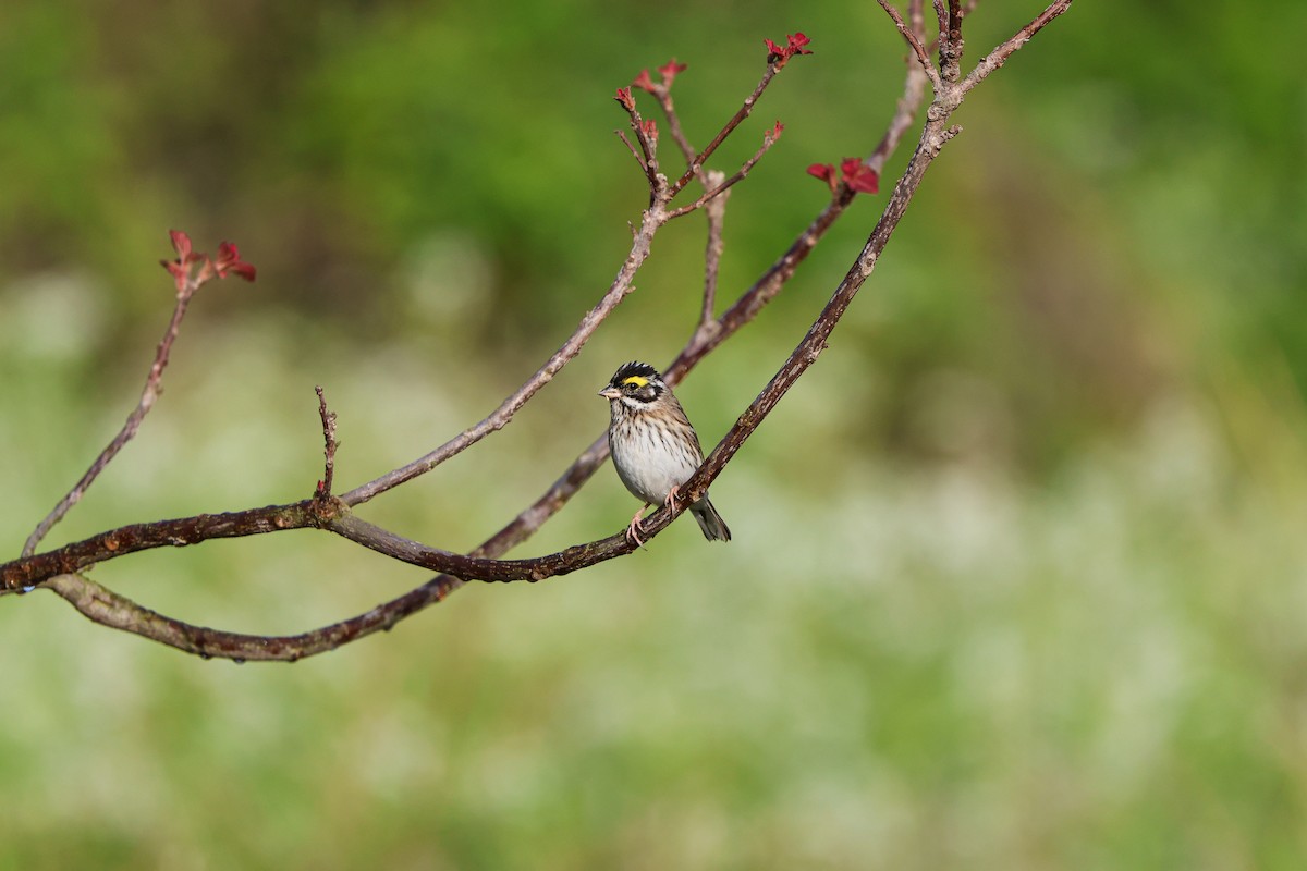 Yellow-browed Bunting - ML618142220