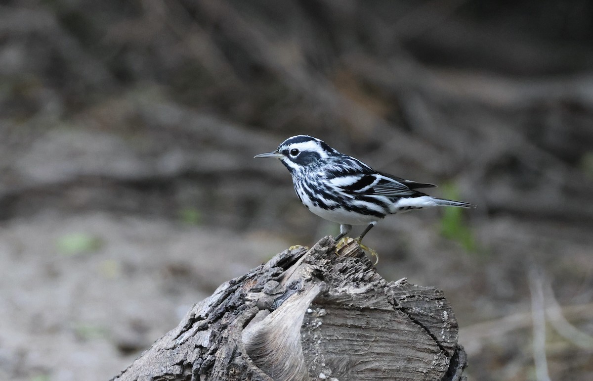Black-and-white Warbler - ML618142221