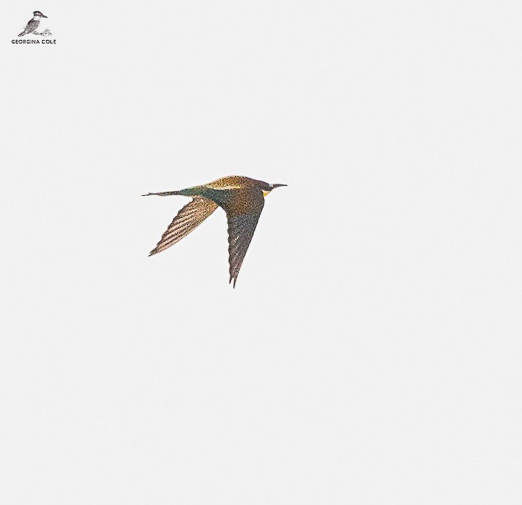 European Bee-eater - ML618142222