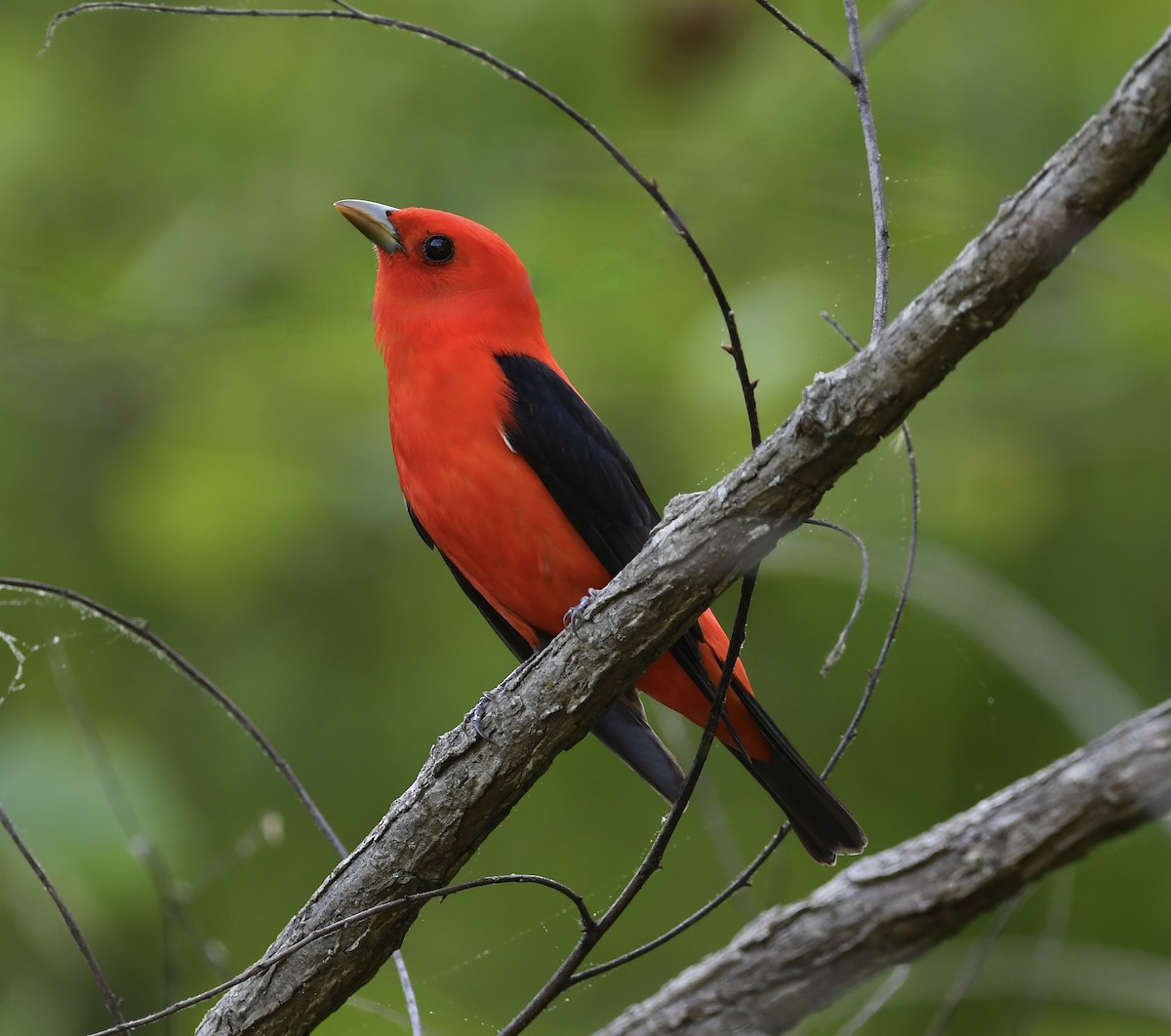 Scarlet Tanager - Paul Nielson