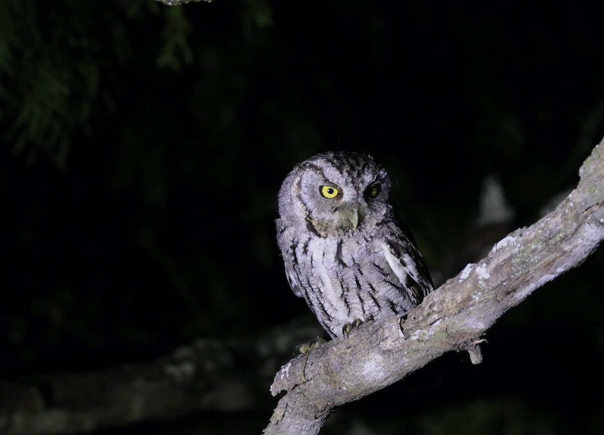 Eastern Screech-Owl (McCall's) - ML618142239