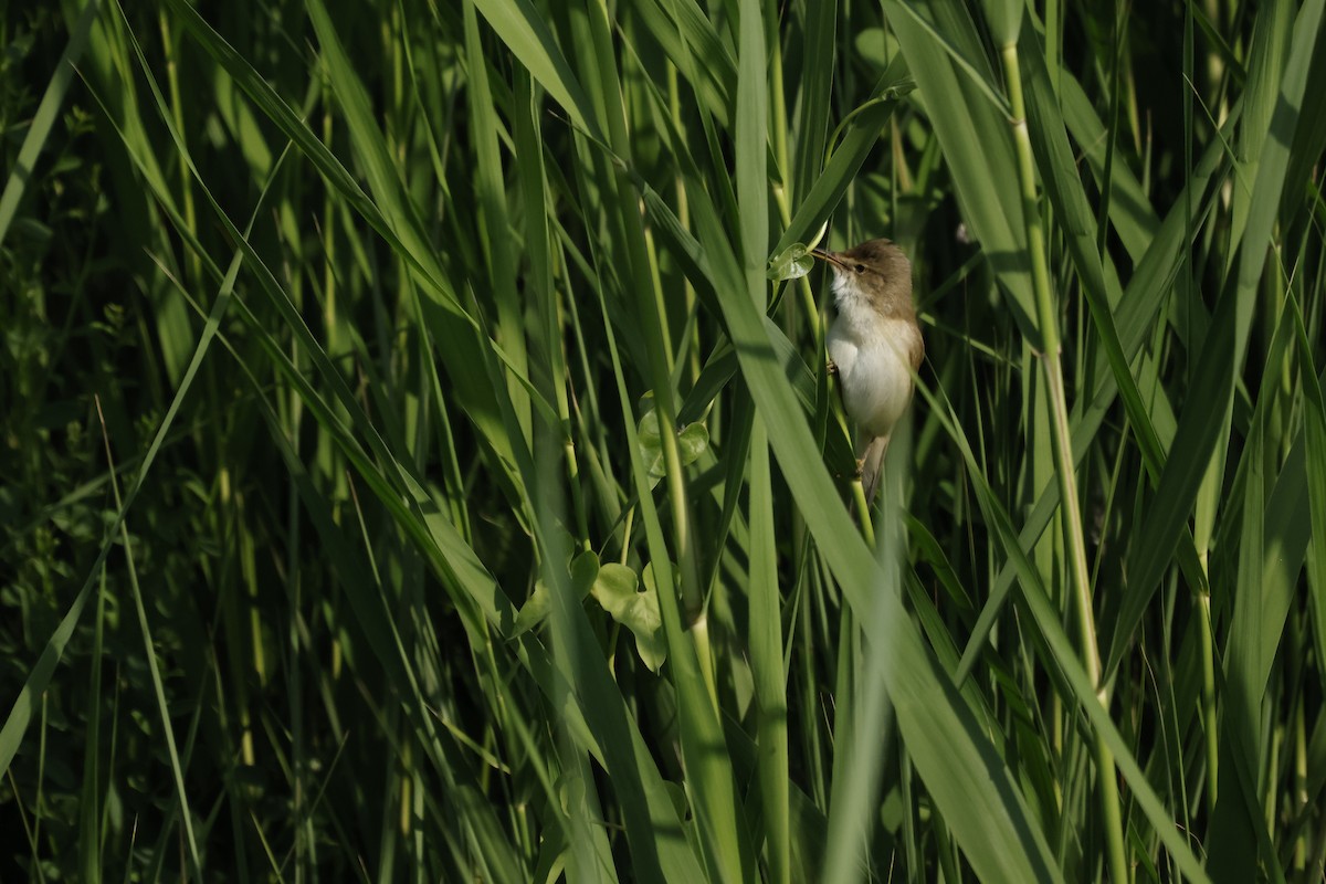 Common Reed Warbler - Hüseyin Çiçek