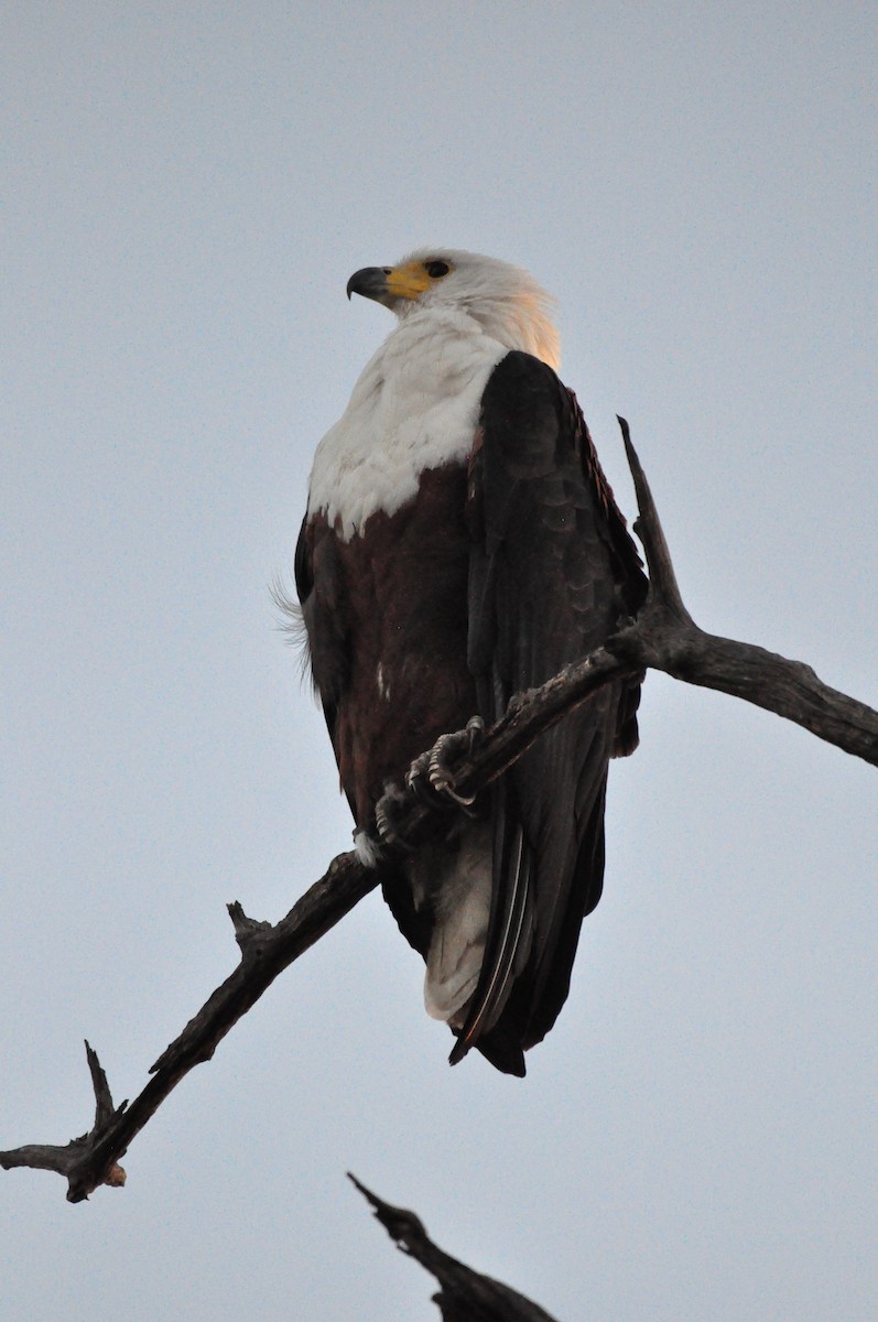 African Fish-Eagle - ML618142271
