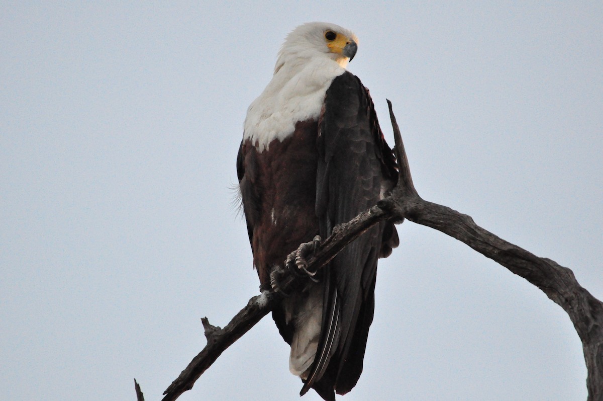 African Fish-Eagle - ML618142272