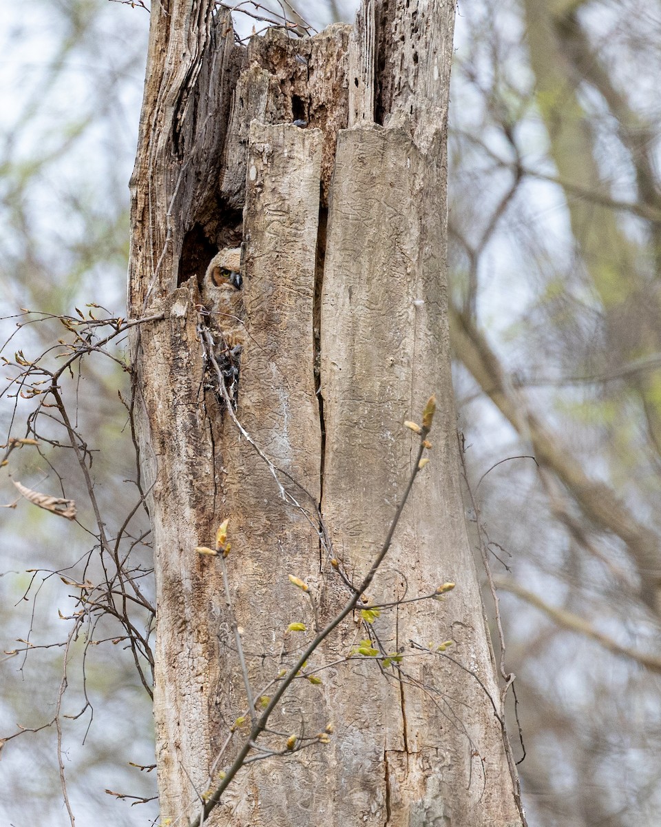 Great Horned Owl - ML618142294