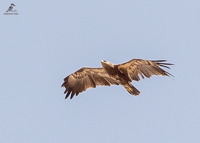 Lesser Spotted Eagle - Georgina Cole