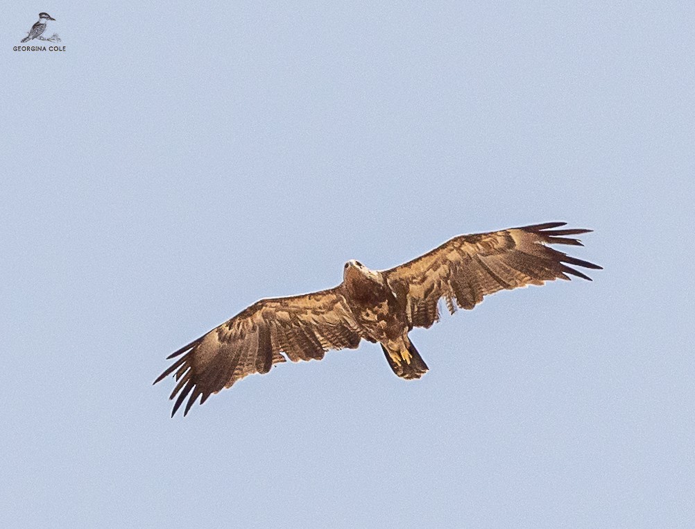 Lesser Spotted Eagle - ML618142297
