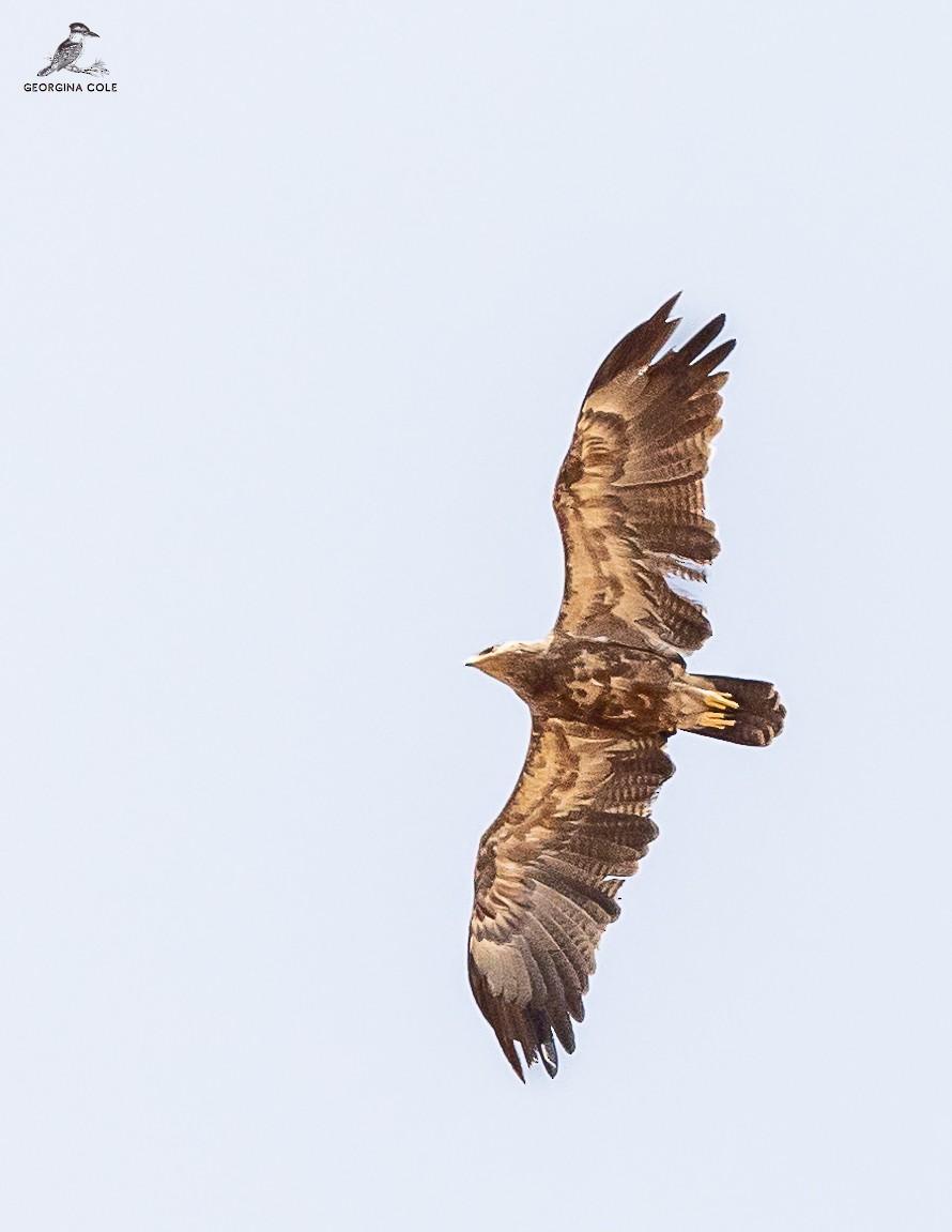Lesser Spotted Eagle - Georgina Cole
