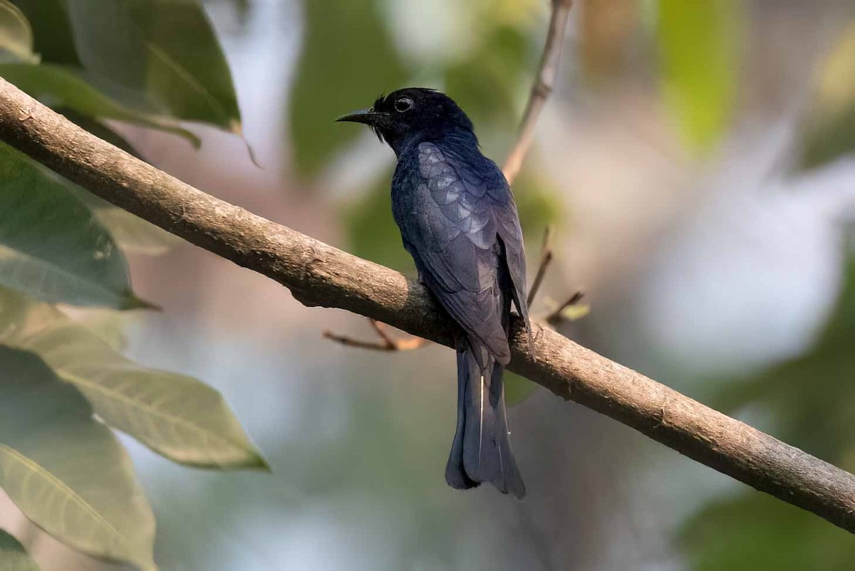 Square-tailed Drongo-Cuckoo - Samanvitha Rao