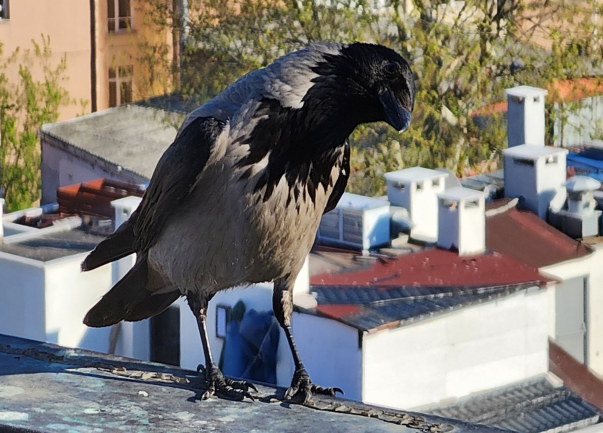 Hooded Crow - ML618142322