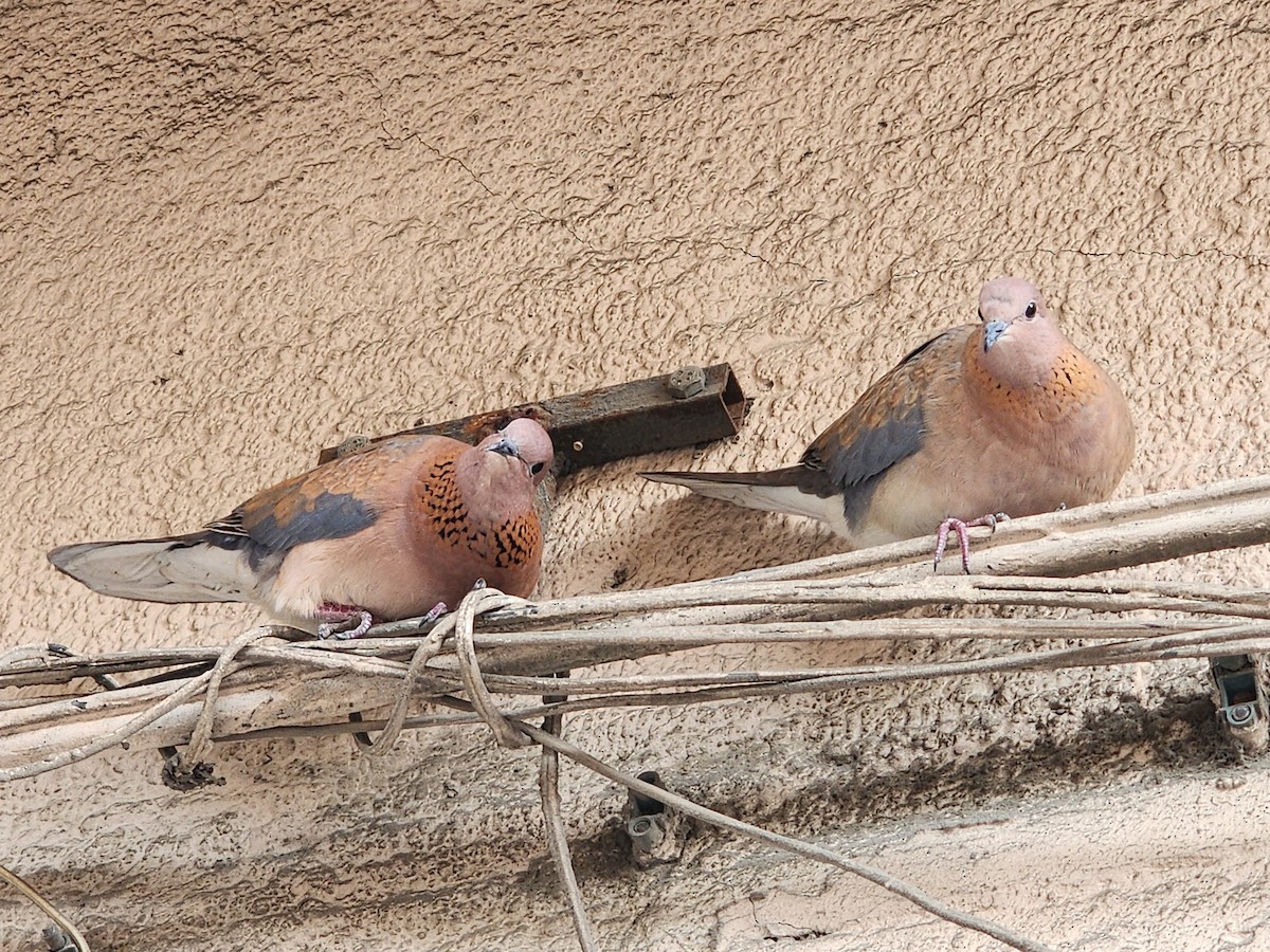 Laughing Dove - ML618142356
