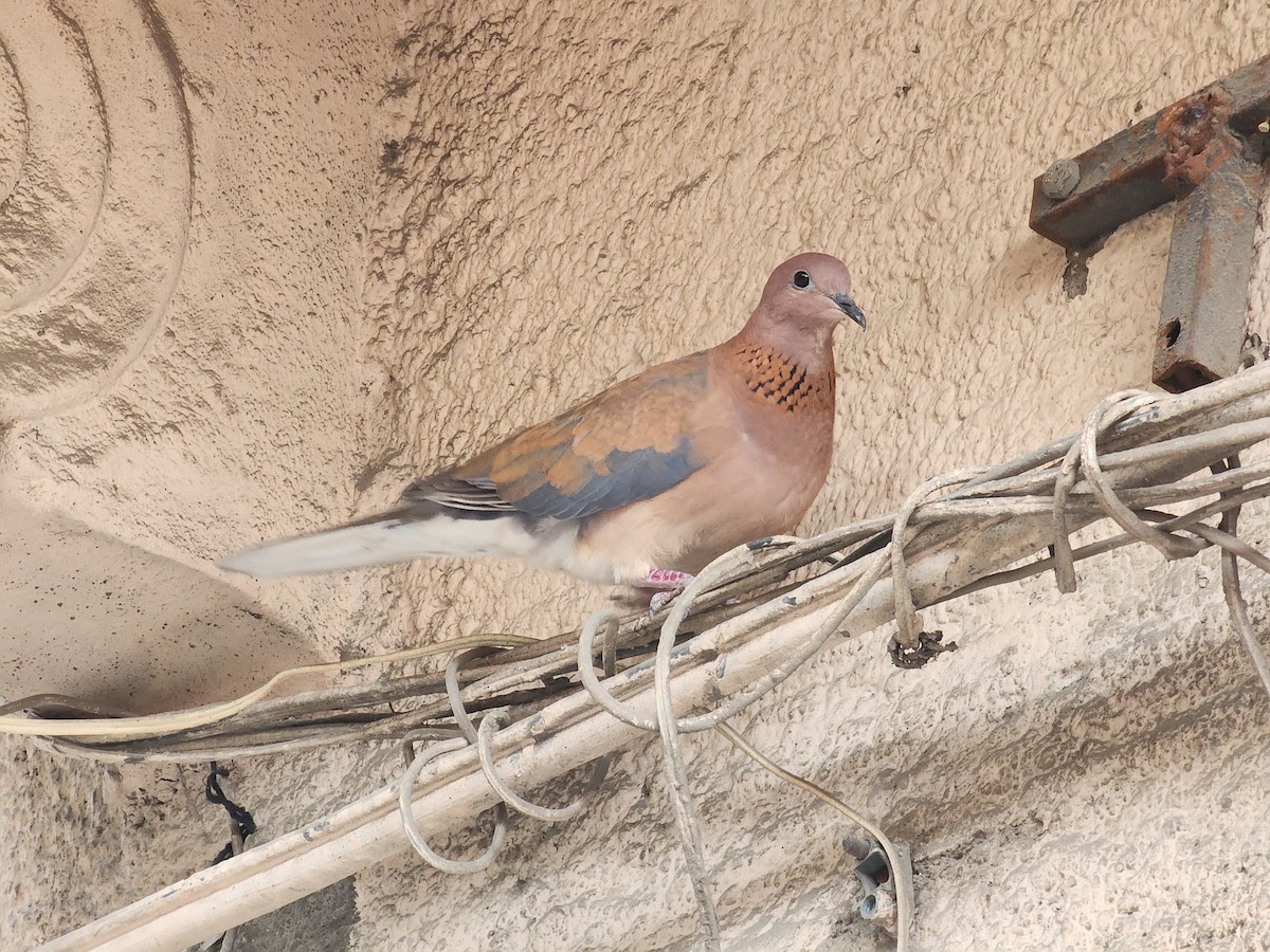 Laughing Dove - ML618142357