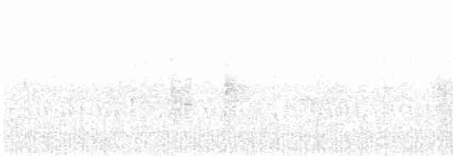 Haarbuschdrongo (hottentottus/brevirostris) - ML618142361