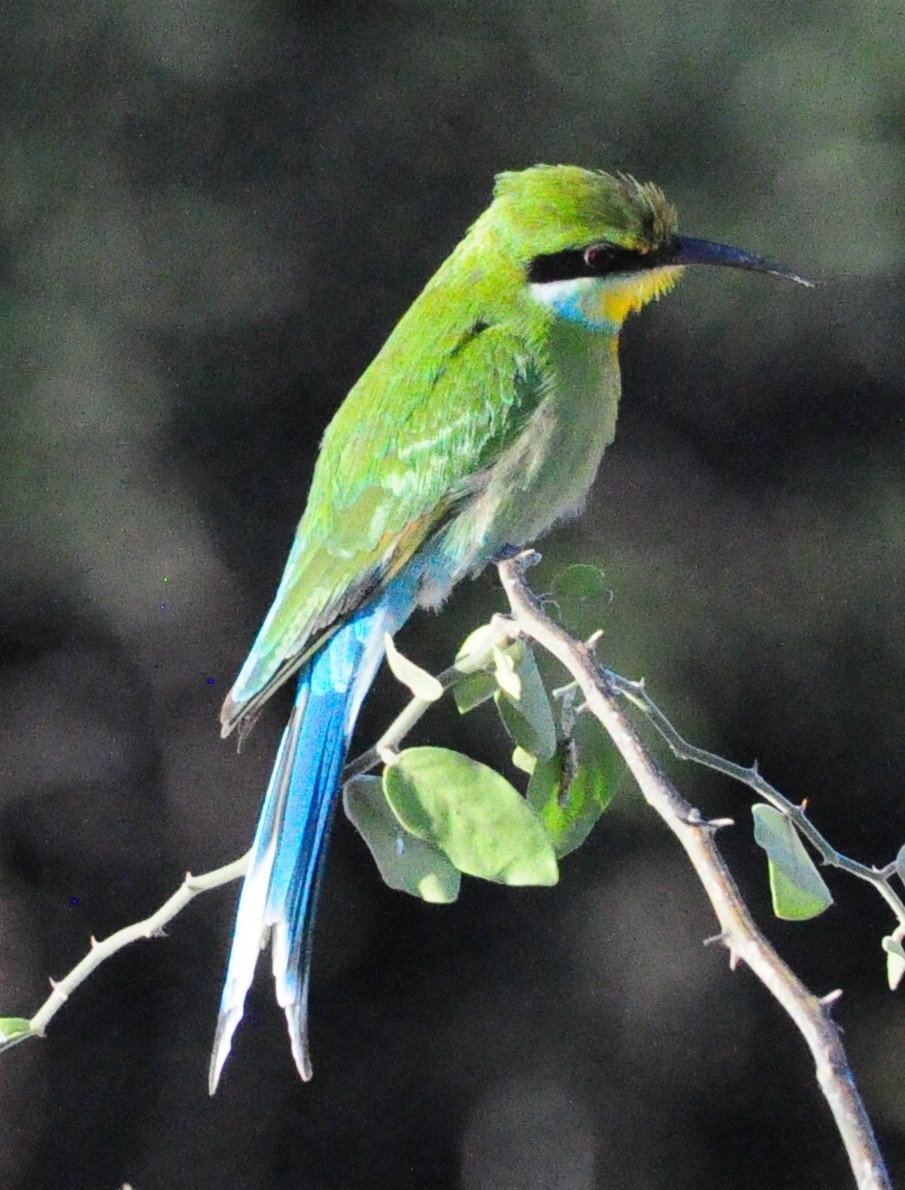 Swallow-tailed Bee-eater - ML618142364