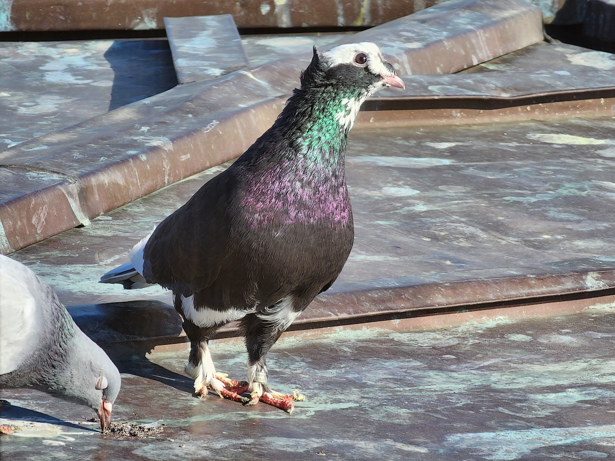 Rock Pigeon (Feral Pigeon) - ML618142367