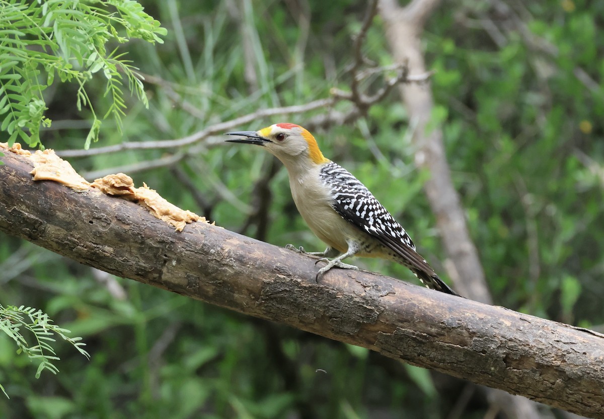 Golden-fronted Woodpecker - ML618142382