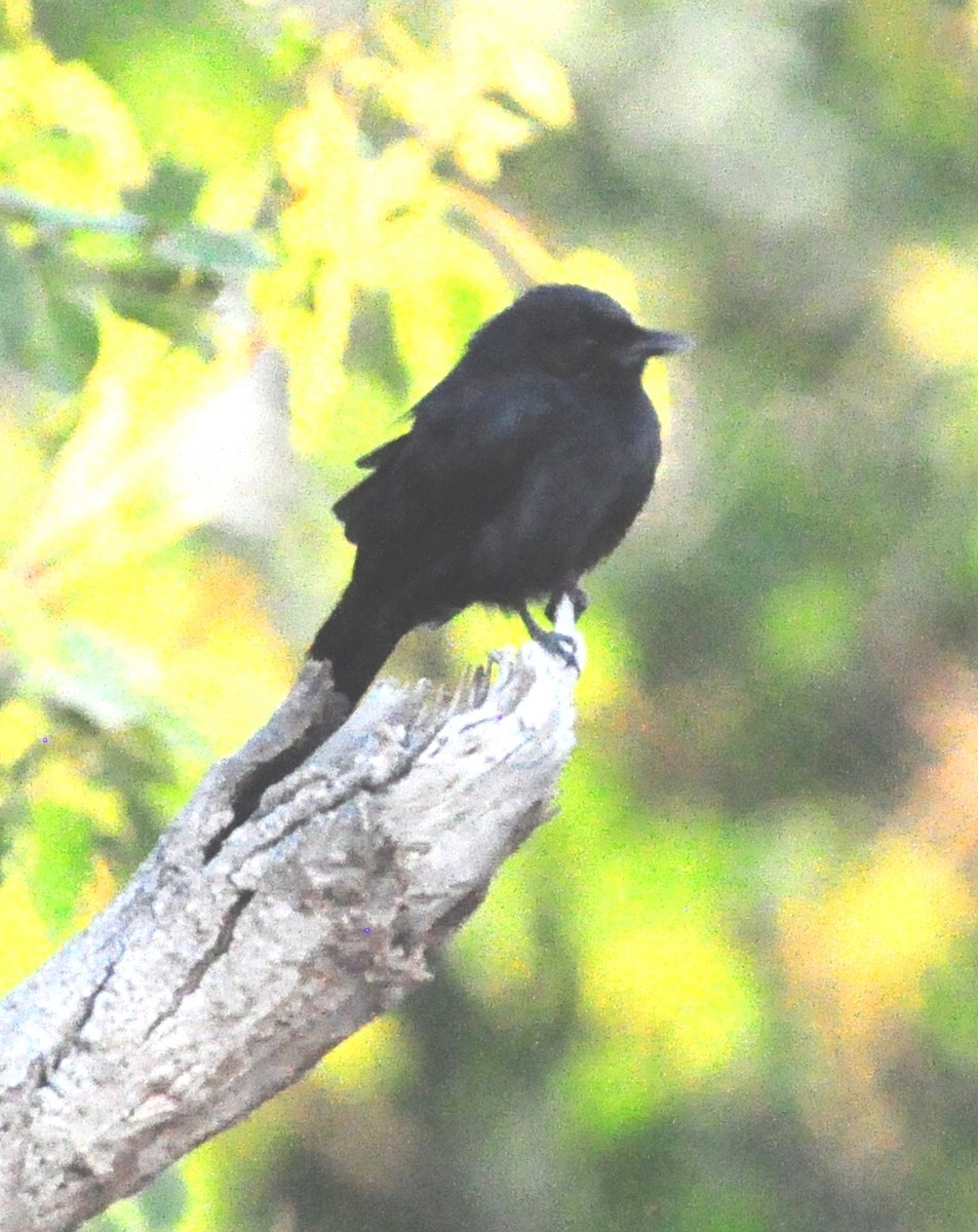 Southern Black-Flycatcher - Anonymous