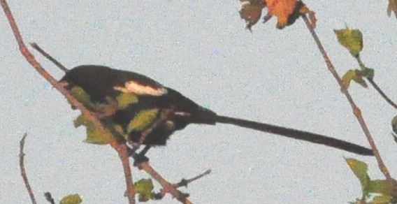 Magpie Shrike - Anonymous